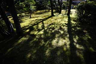 fotografia, materiale, libero il panorama, dipinga, fotografia di scorta,Lo stampaggio dell'ombra di un albero, Muschio, L'ombra di un albero, albero, Ombra