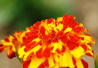 , , , , ,  .,marigold., Furano, , marigold,  