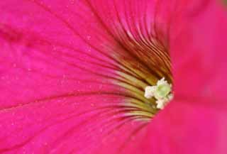 Foto, materieel, vrij, landschap, schilderstuk, bevoorraden foto,Petunia, Furano, Bloem, Petunia, Stuifmeel