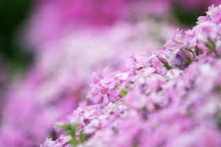 photo, la matière, libre, aménage, décrivez, photo de la réserve,Phlox de la mousse sur une banque, Furano, fleur, phlox de la mousse, 