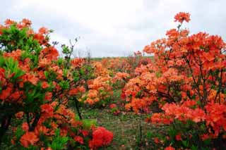 photo,material,free,landscape,picture,stock photo,Creative Commons,Azalea, Furano, flower, azalea, 