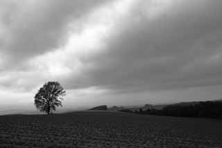 foto,tela,gratis,paisaje,fotografa,idea,Nubes de Tetsugaku y el viento, Furano, rbol, Nube, Cielo