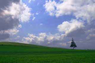 foto,tela,gratis,paisaje,fotografa,idea,rbol de Navidad y cielo., Biei, rbol, Nube, Cielo azul