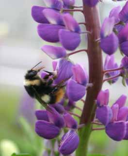 foto,tela,gratis,paisaje,fotografa,idea,Almuerzo de la abeja, Abeja, Lupine, Flor, Insecto