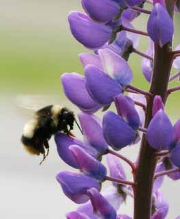 photo,material,free,landscape,picture,stock photo,Creative Commons,Lupine and a bee, bee, lupine, flower, insect