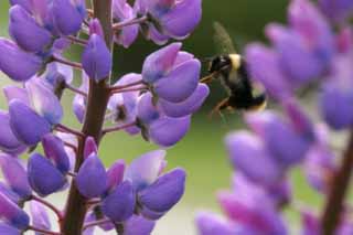 photo,material,free,landscape,picture,stock photo,Creative Commons,Picture including a bee, bee, lupine, flower, insect