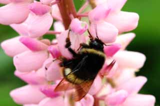 fotografia, material, livra, ajardine, imagine, proveja fotografia,Abelha, abelha, tremoo, flor, inseto