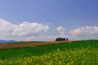 Foto, materiell, befreit, Landschaft, Bild, hat Foto auf Lager,Vergewaltigungsbltenfeld und Wolken, Blte, Wolke, blauer Himmel, Feld