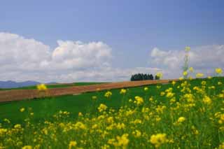 Foto, materieel, vrij, landschap, schilderstuk, bevoorraden foto,Zomer binnen de verkrachting bloesem veld, Bloesem, Wolk, Blauwe lucht, Veld