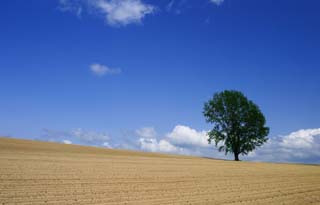 foto,tela,gratis,paisaje,fotografa,idea,Verano en la montaa de Tetsugaku., Campo, rbol, Cielo azul, Nube