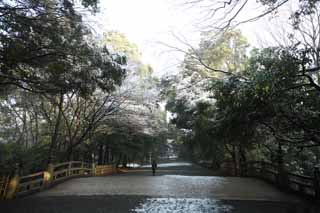 photo, la matire, libre, amnage, dcrivez, photo de la rserve,Approche de Temple Meiji  un temple, L'empereur, Temple shintoste, Neige, Une approche  un temple