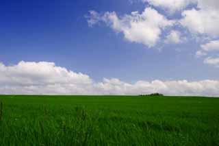 Foto, materieel, vrij, landschap, schilderstuk, bevoorraden foto,Wei en een blauwe lucht, Wei, Wolk, Blauwe lucht, 