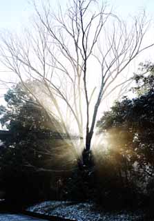 foto,tela,gratis,paisaje,fotografa,idea,La luz del orculo, Dios de ballena sei, Lnea ligera, Luz sagrada, Luminosidad