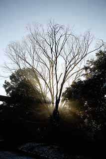 fotografia, materiale, libero il panorama, dipinga, fotografia di scorta,La luce dell'oracolo, Sei Dio, linea leggera, Luce sacra, Luminosit