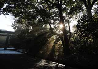 foto,tela,gratis,paisaje,fotografa,idea,La luz del orculo, Dios de ballena sei, Lnea ligera, Luz sagrada, Luminosidad