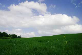 fotografia, materiale, libero il panorama, dipinga, fotografia di scorta,Collina di pascolo, pascolo, nube, cielo blu, 