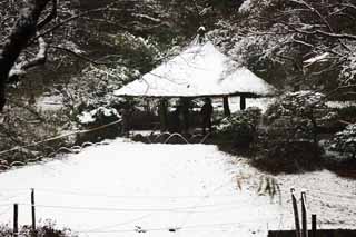 Foto, materieel, vrij, landschap, schilderstuk, bevoorraden foto,Meiji Shrine Imperial tuinieren, Shinto heiligdom, Een doorn, De Keizer, Natuur