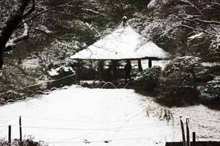 fotografia, materiale, libero il panorama, dipinga, fotografia di scorta,Sacrario di Meiji giardino Imperiale, Sacrario scintoista, Una pergola, L'imperatore, Natura