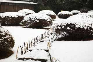 fotografia, materiale, libero il panorama, dipinga, fotografia di scorta,Sacrario di Meiji giardino Imperiale, Sacrario scintoista, pianta orto, L'imperatore, Natura