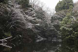 photo, la matire, libre, amnage, dcrivez, photo de la rserve,Temple Meiji jardin Imprial, Temple shintoste, tang, L'empereur, Nature