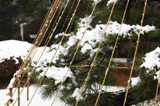 Foto, materiell, befreit, Landschaft, Bild, hat Foto auf Lager,Meiji Shrine Imperial Garten, Schintoistischer Schrein, Die Zweig-untersttzenden Schnee-Strnge der Kiefer, Der Kaiser, Schneefischen