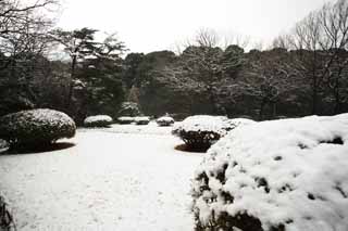 Foto, materieel, vrij, landschap, schilderstuk, bevoorraden foto,Meiji Shrine Imperial tuinieren, Shinto heiligdom, Tuinplant, De Keizer, Natuur