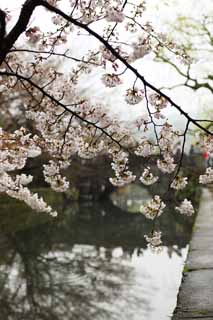 Foto, materieel, vrij, landschap, schilderstuk, bevoorraden foto,Kurashiki kers boom, Kers boom, , Brug, Japanse cultuur