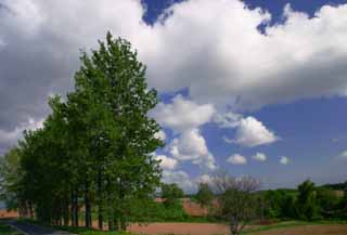 photo,material,free,landscape,picture,stock photo,Creative Commons,Tree line and cloud, grove, cloud, blue sky, row of trees