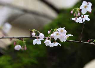 photo, la matire, libre, amnage, dcrivez, photo de la rserve,Arbre de cerise Kurashiki, arbre de la cerise, , Mousse, Japonais fait une culture