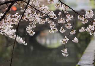 foto,tela,gratis,paisaje,fotografa,idea,Cerezo de Kurashiki, Cerezo, , Puente, Cultura japonesa