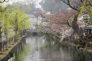 Foto, materiell, befreit, Landschaft, Bild, hat Foto auf Lager,Kurashiki Kurashiki-Fluss, Traditionelle Kultur, Kirschenbaum, Japanische Kultur, Die Geschichte