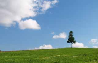 photo, la matire, libre, amnage, dcrivez, photo de la rserve,Bois de construction debout dans un champ, bosquet, nuage, ciel bleu, arbre