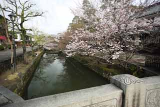 fotografia, materiale, libero il panorama, dipinga, fotografia di scorta,Kurashiki albero ciliegio, albero ciliegio, , ponte, Cultura giapponese