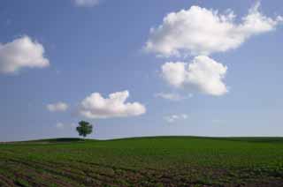 Foto, materiell, befreit, Landschaft, Bild, hat Foto auf Lager,Das Ansehen des Ackerlandes, Baum, Wolke, blauer Himmel, Feld