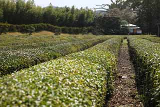 photo, la matire, libre, amnage, dcrivez, photo de la rserve,Koraku-en plantation du th du Jardin, plante du th, Th, Festival du th, feuille du th