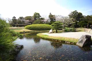 photo, la matire, libre, amnage, dcrivez, photo de la rserve,Koraku-en ruisseau de Jardin, voie navigable, pin, arbre de la cerise, Japonais jardine