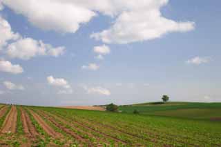 photo, la matire, libre, amnage, dcrivez, photo de la rserve,Arbre et corniches d'un terrain agricole, champ, nuage, ciel bleu, 