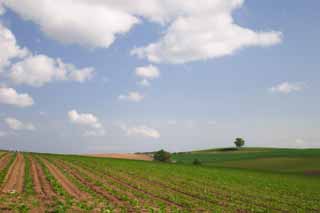 photo,material,free,landscape,picture,stock photo,Creative Commons,Tree and ridges of a farmland, field, cloud, blue sky, 