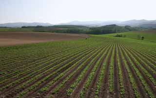 photo,material,free,landscape,picture,stock photo,Creative Commons,Extending lines, field, ridge, planting, 