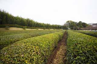 photo,material,free,landscape,picture,stock photo,Creative Commons,Koraku-en Garden tea plantation, tea plant, Tea, Tea Festival, tea leaf