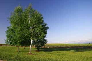 photo, la matire, libre, amnage, dcrivez, photo de la rserve,Ciel de bouleaux, bouleau, nuage, ciel bleu, bleu