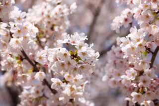 photo,material,free,landscape,picture,stock photo,Creative Commons,A cherry tree, cherry tree, , petal, In spring