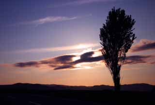 fotografia, materiale, libero il panorama, dipinga, fotografia di scorta,Pioppo e nube di sera, pioppo, nube, cielo blu, sole che mette