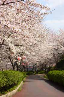 foto,tela,gratis,paisaje,fotografa,idea,Un cerezo, Cerezo, , Ptalo, Hilera de rboles