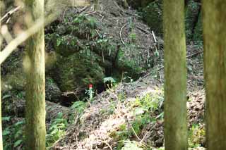 fotografia, materiale, libero il panorama, dipinga, fotografia di scorta,Un albero ciliegio, albero ciliegio, , petalo, In primavera