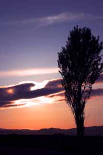 Foto, materiell, befreit, Landschaft, Bild, hat Foto auf Lager,Das Stehen immer noch am Abend, Pappel, Wolke, blauer Himmel, das Setzen von Sonne