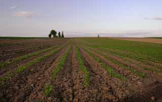 photo,material,free,landscape,picture,stock photo,Creative Commons,Leading of ridges, field, cloud, blue sky, evening twilight