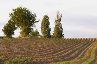 photo,material,free,landscape,picture,stock photo,Creative Commons,Wind in the evening, field, wind, ridge, evening twilight