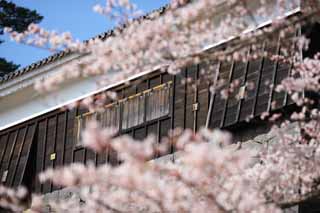 photo,material,free,landscape,picture,stock photo,Creative Commons,Matsue-jo Castle, cherry tree, The plaster, castle, Ishigaki