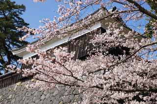 fotografia, materiale, libero il panorama, dipinga, fotografia di scorta,Un Matsue-jo remo di tamburo di Castello, albero ciliegio, L'intonaco, castello, Ishigaki